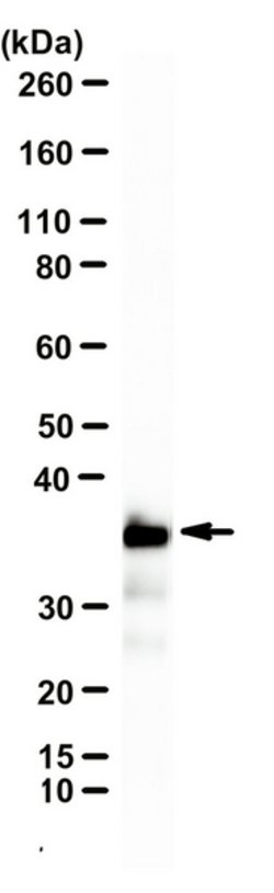 Histone H1, Mouse anti-Drosophila, Clone: 1G6, Millipore Sigma:Antibodies:Primary